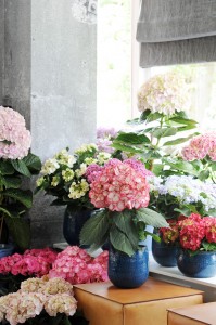 6HORTENSIA_MAPLANTEMONBONHEUR